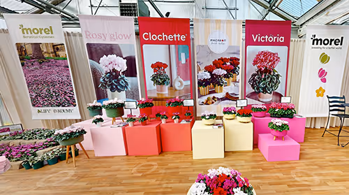 Tour Morel Cyclamen
